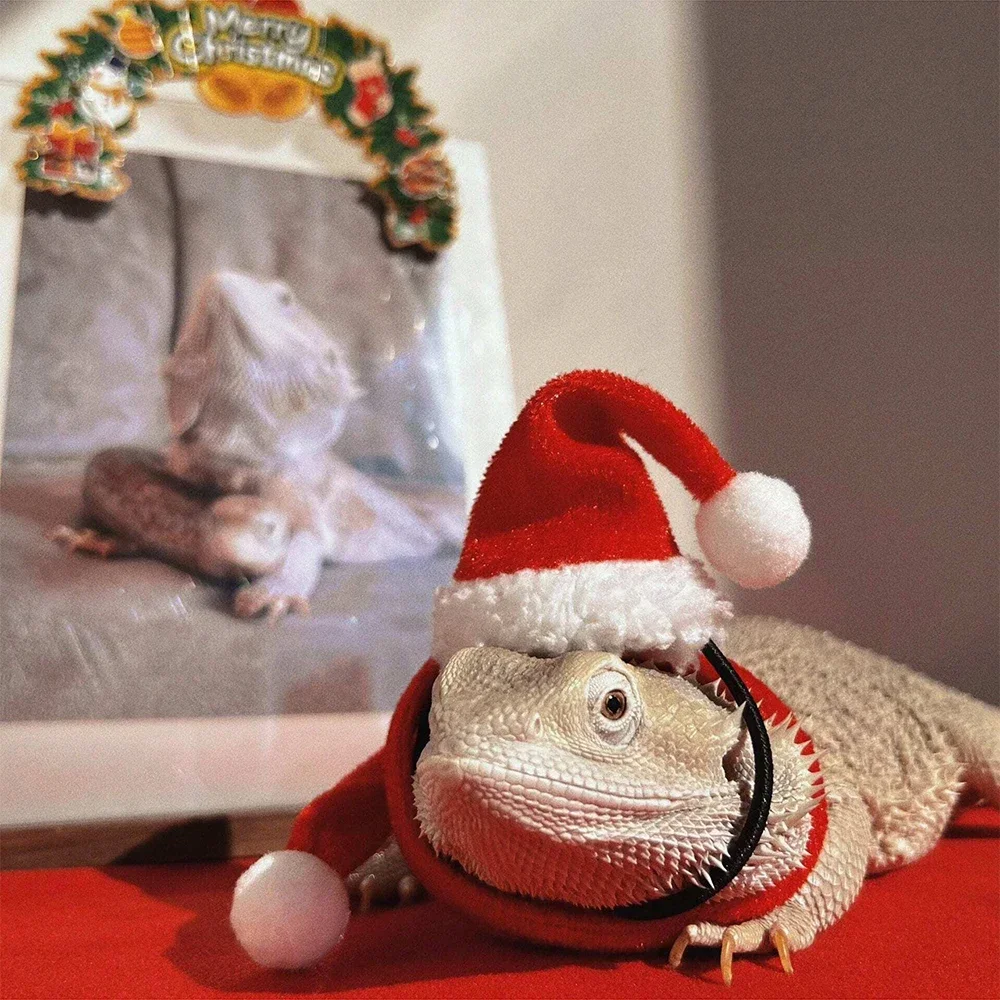 2pcs/set  Lizard Christmas Decorative Hat, Santa Claus Hat and Scarf, Christmas Clothes, Lizard Reptile Pet Decorative Hat