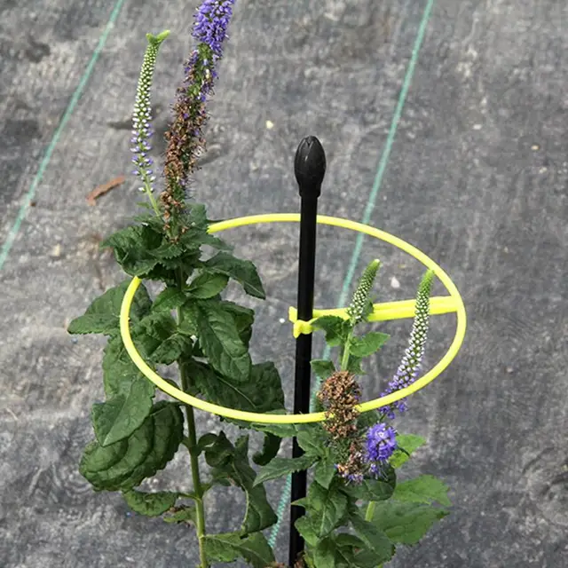 Szőlő Hegymászó Állvány Kerti Növényi Üzem Tartó Tányéri Virágnövény Rácsos Támogatás Kert Dekoráció Kertészeti Szerszám Ellátás - Image 3