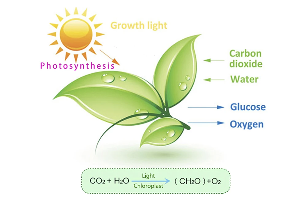 Description Picture 4 of itemUSB LED 1-5m Grow Light Full Spectrum DC 5V Plant Light Grow LED Strip Phyto Lamp for Vegetable Flower Seedling Grow Tent
