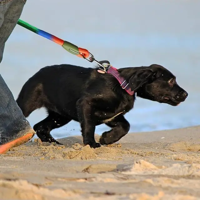 Adjustable Hands-Free Dog Leash, Suitable for Hiking, Walking, Running - Reflective, Comfortable Elastic Leash, Available in Various Colors (Orange, Pink, Black, Blue, Purple) - Durable Polyester Fiber, Machine Washable, Hiking Accessories 3