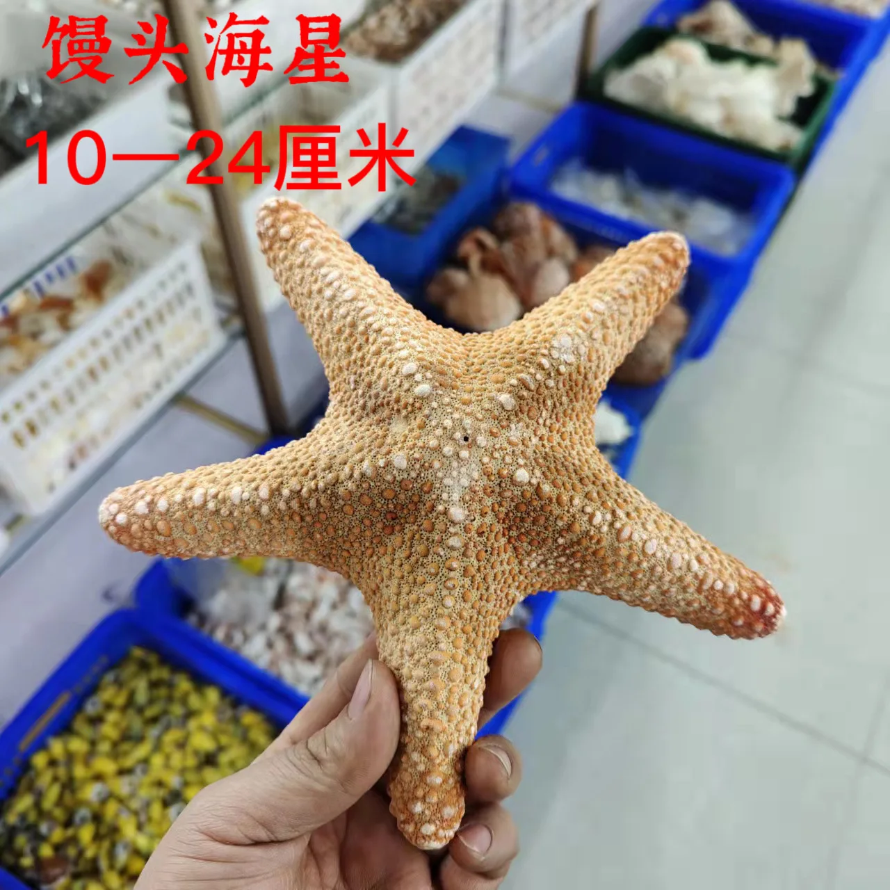 Big bread starfish natural conch shell fish tank landscaping window ornaments creative home crafts Starfish