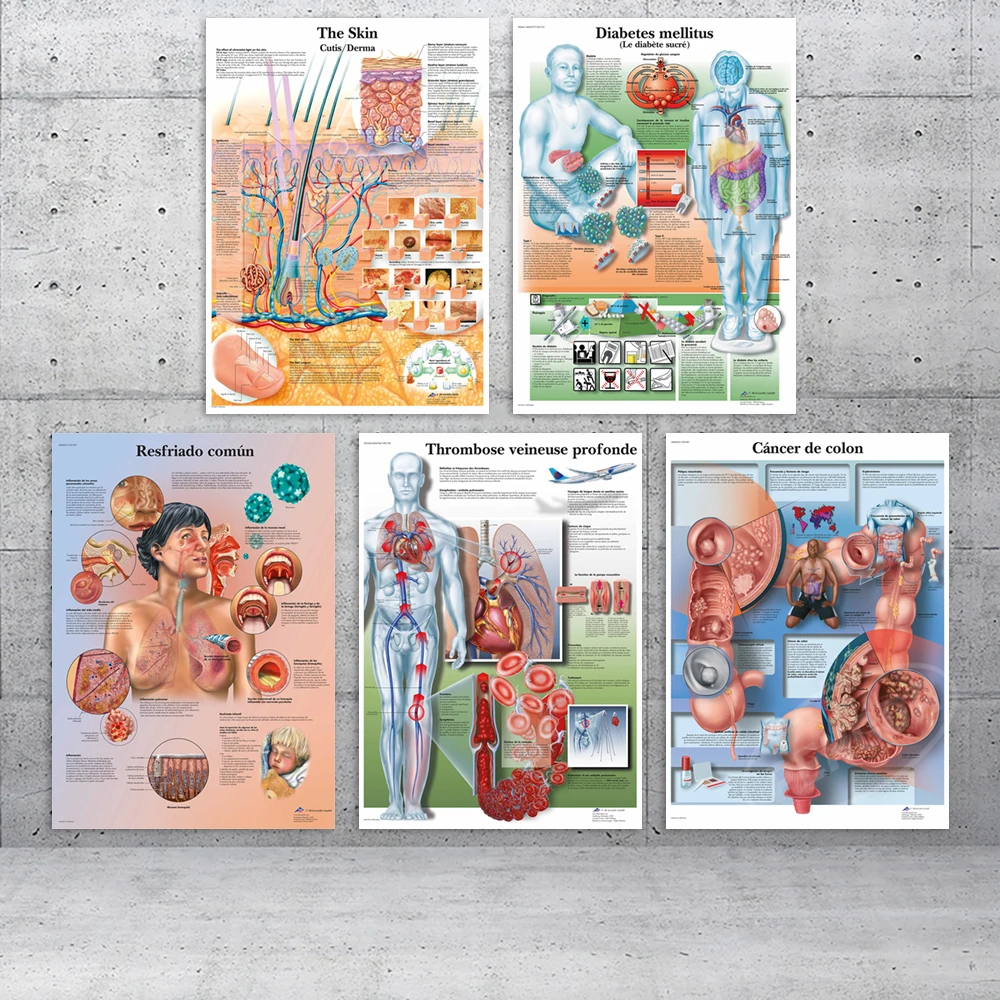 Medical Anatomical Poster Anatomical Chart Poster Medical Anatomy