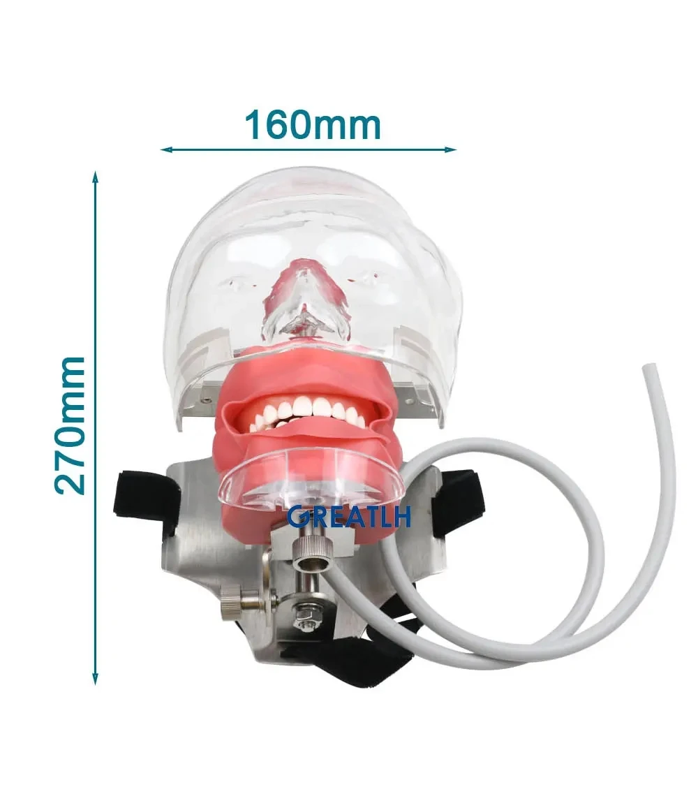 歯科マネキン シンプルマネキン 歯科 NISSIN 歯科用模型 シンプル