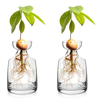 Avocado Seed Starter Vase 1