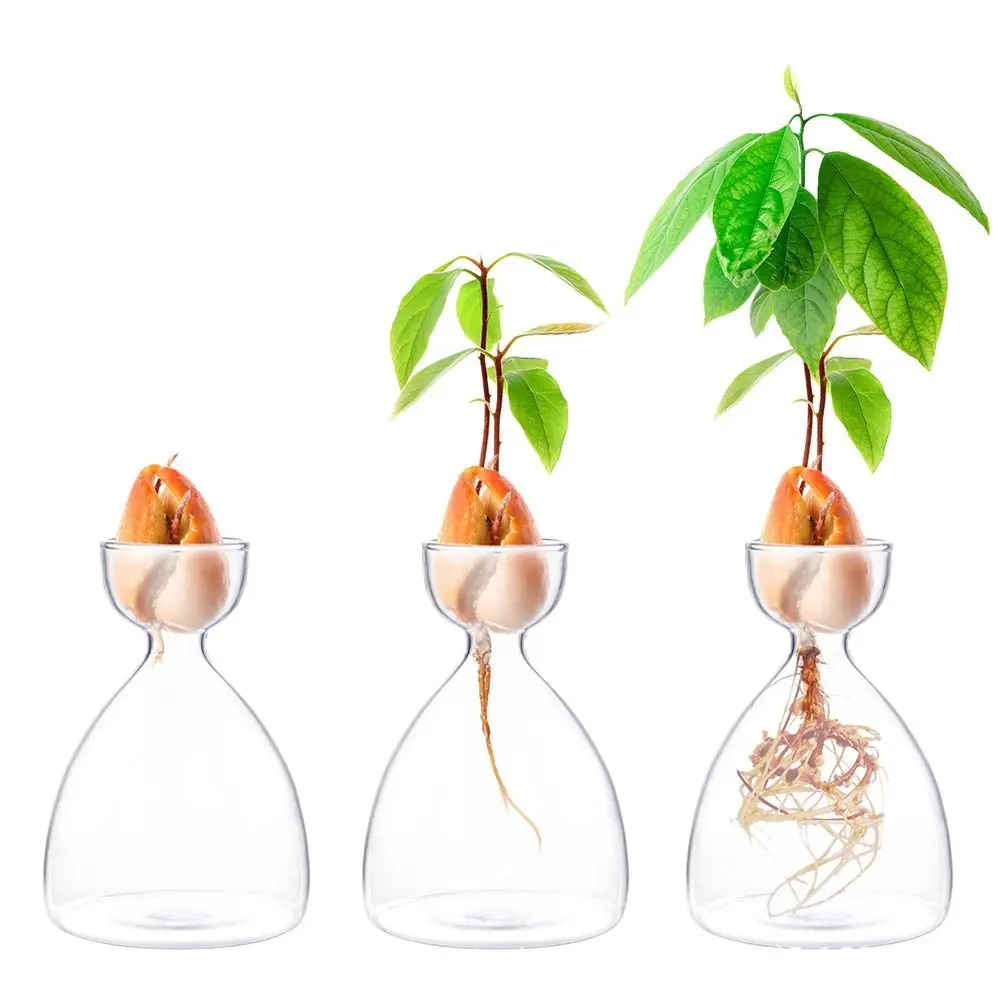 Avocado Seed Starter Vase Transparent Glass Vase Vase for Growing Plant Glass Seed Growing Kit for Gardening Lovers