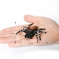 Red velvet spider