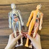 Human Torso Model Children DIY Assembled 3D Puzzle Human with Removable Organ Early Science Education Kid School Medical for Kid 6