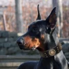 Leather Large Dog Collar Pitbull Spiked Studded Collars for Medium Large Big Dogs Genuine Leather Durable Pet Collar Brown 5