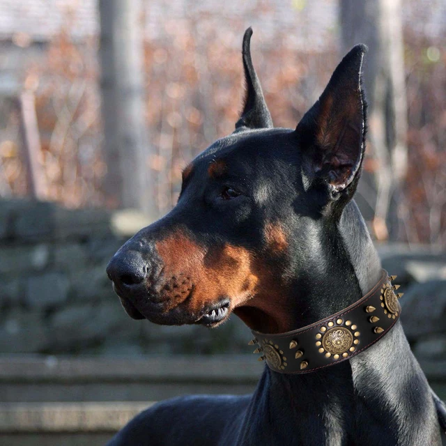 Leather Large Dog Collar Pitbull Spiked Studded Collars for Medium Large Big Dogs Genuine Leather Durable Pet Collar Brown 5