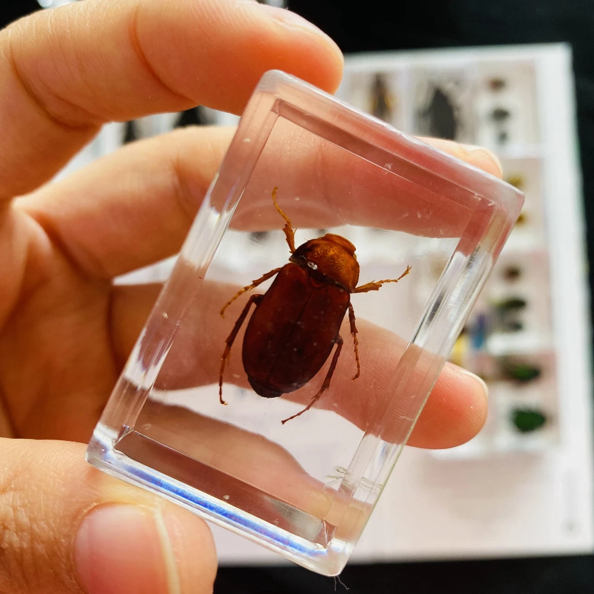 1Pcs Various Insect Specimen in clear Resin Paperweight Specimen 