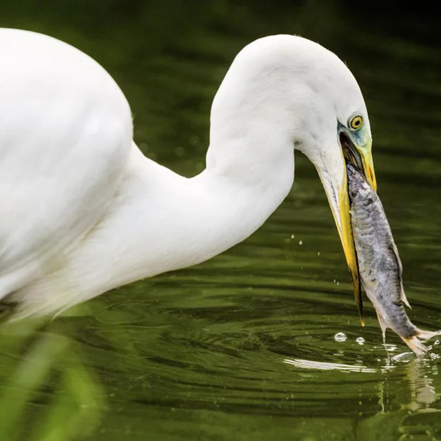 Madár Baromfi Ketrec Műanyag Úszómedence Újrafelhasználható - Image 3