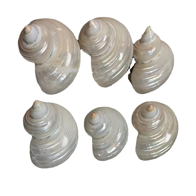 천연 쉘 실버 흰색 소라 껍질 벗기기 및 광택 소라, 집 게 교체 수제 조개, 4-6cm, 1 개