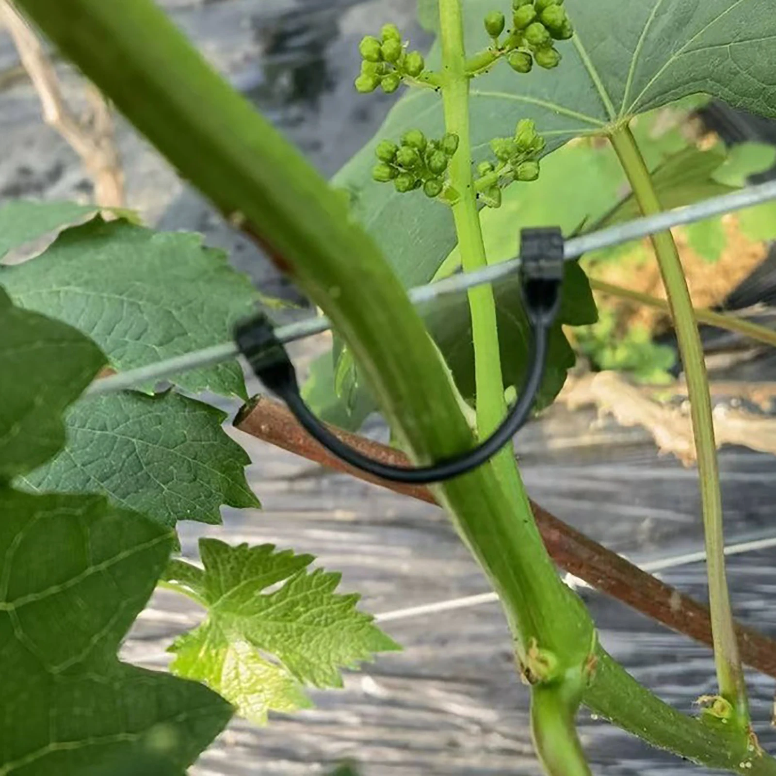 Fivela para plantas e videiras, Gancho de