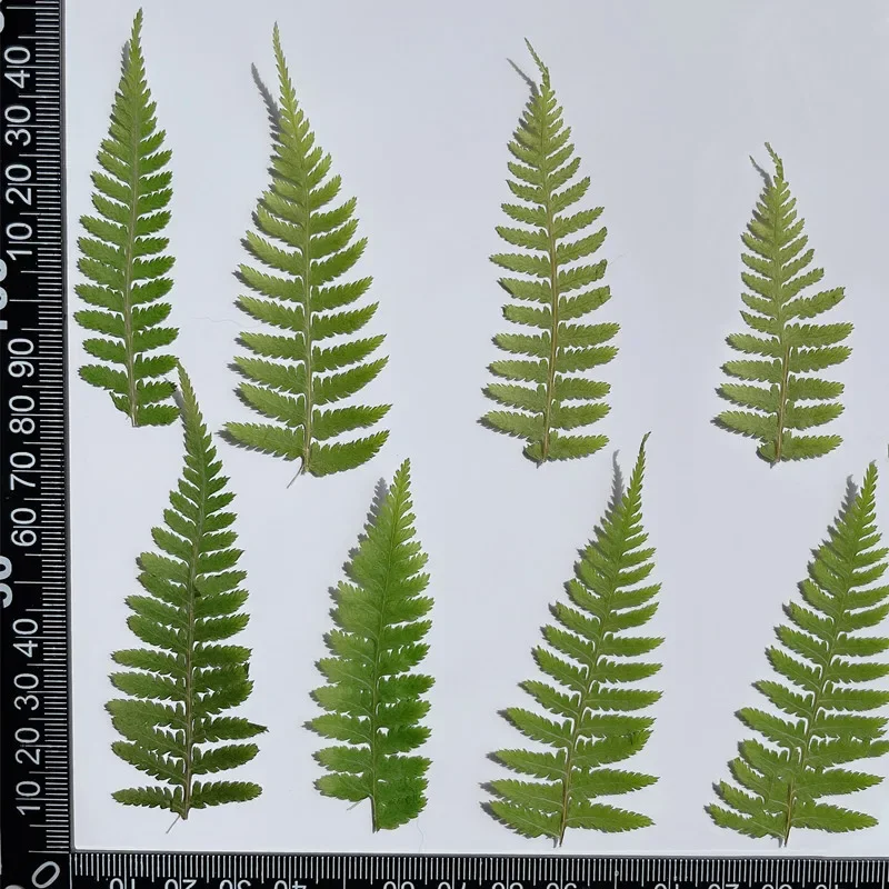 5-7cm/24 pezzi, Foglia di Felce Pressata, Materiale Decorativo per DIY con Gel, Cornici per Foto, Segnalibri, Adesivi per Telefoni - immagine 6