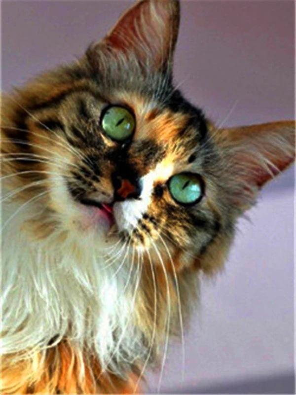 thumbnail image 1 of Evershine - Kit de bordado de diamantes con diseño de gato 5D, para manualidades, con diseño completo de animales, para punto de cruz, diseño de mosaico de diamantes de imitación, para decoración del, 1 of 5