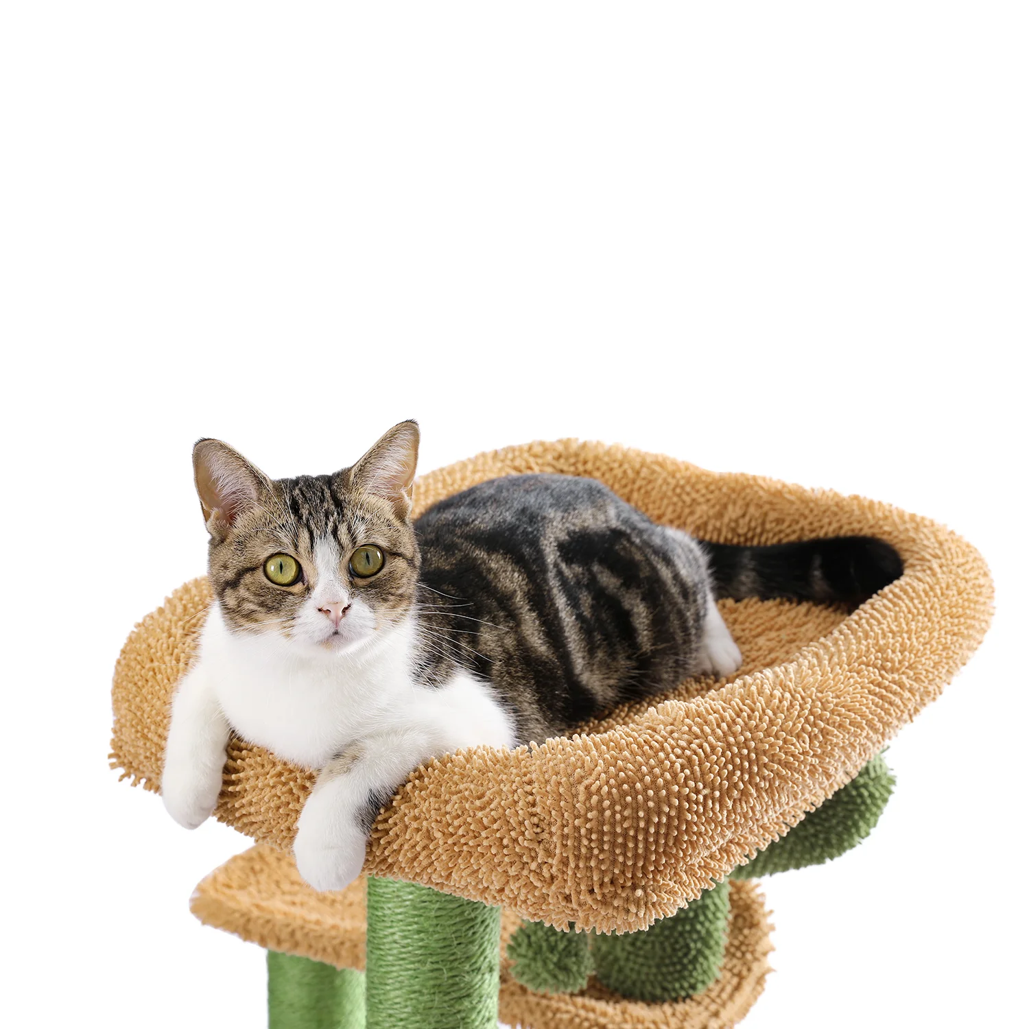 S5529d887733e460597ac01d1a9426c11n