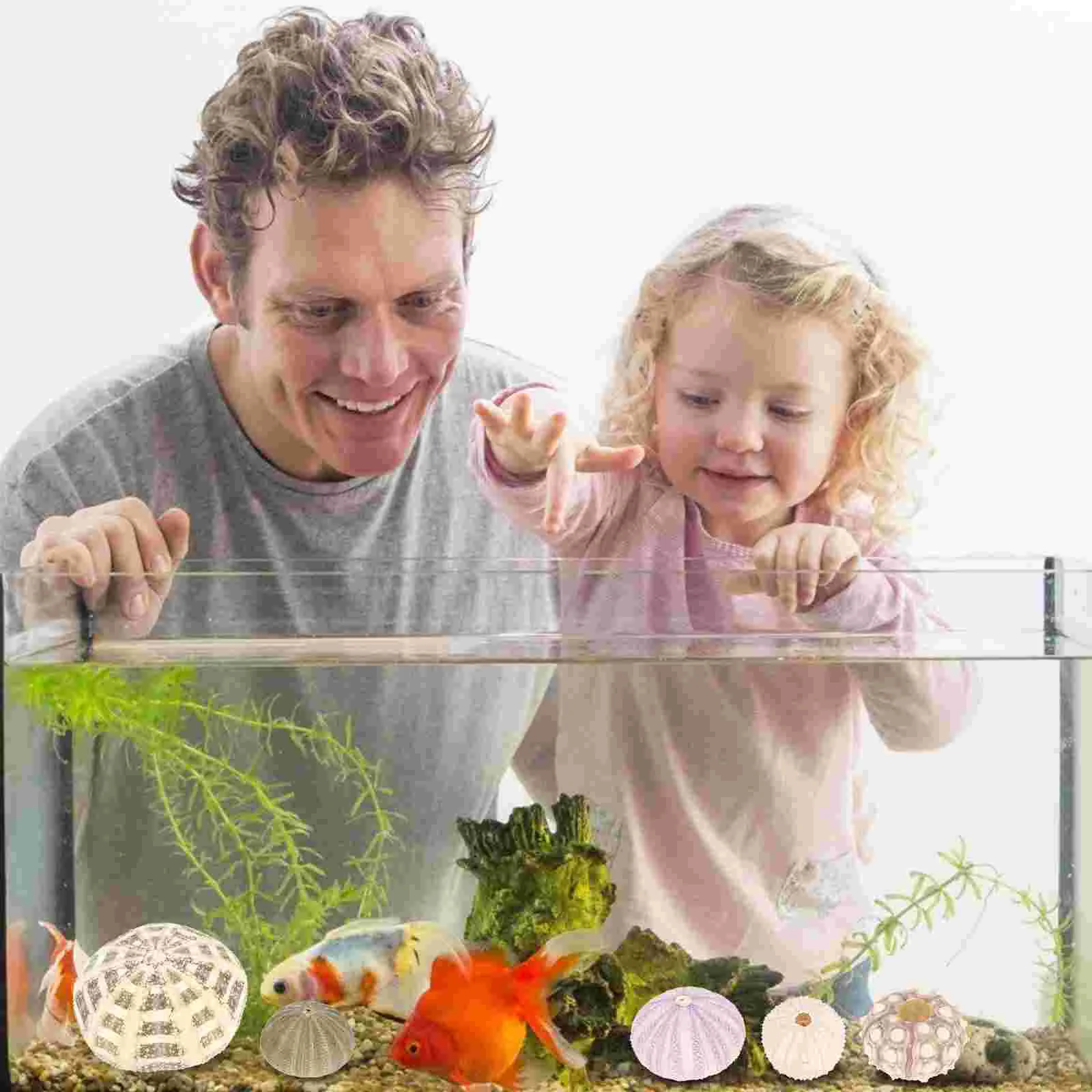 6 Pcs Aquarium Decorations Fish Tank Sea Urchin Crafts Home Decor Seashell Conch Vases Nautical Tilandsia Holder 6
