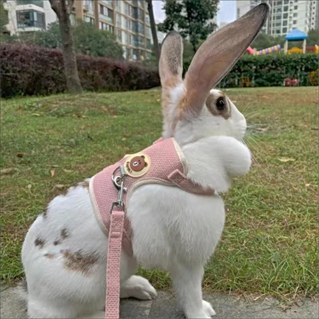 Cute Bunny Rabbit Harness and Leash Set