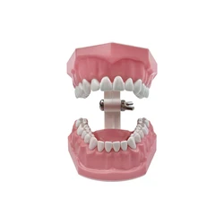 Dental Care Educational Tool for Brushing and Flossing Practice (Teeth model MX - 046)