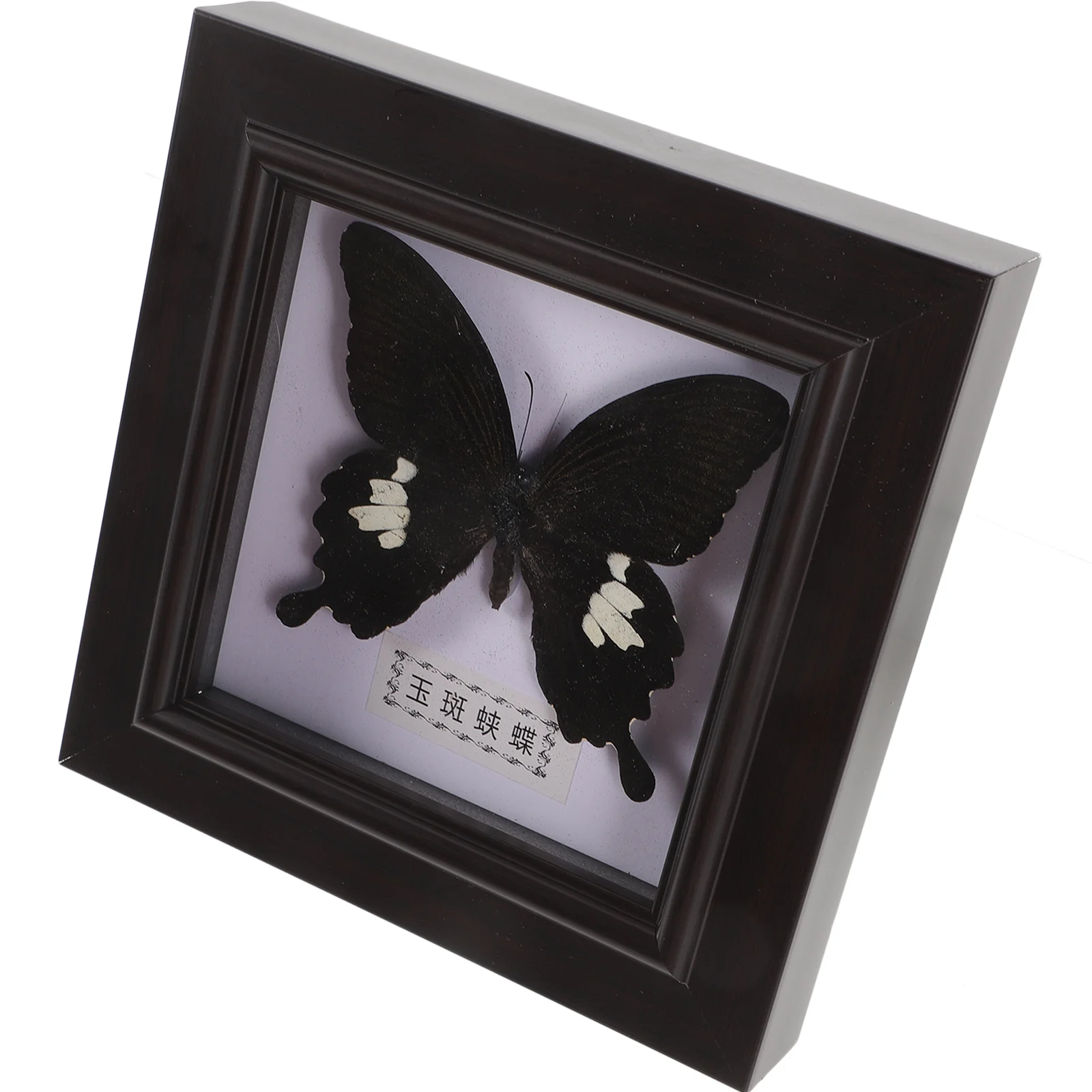 

Пластиковая рамка для украшения бабочки и Таксидермии