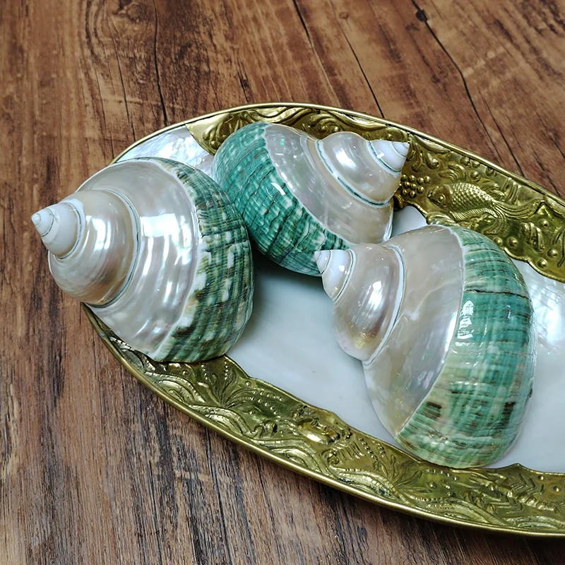 8-9CM Green Turbo Shell Large Polished Pearled Turbo Petholatus Conch Specimen Fish Tank Aquarium Landscape Decoration DIY Craft