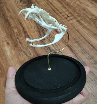 Authentic Snake Skull With Showcase Moccasin Bones Specimen Reptile Animal Skeleton Taxidermy Science Education Unique Gifts 1