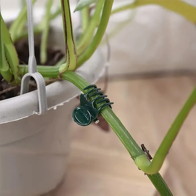 50/100Pcs Plant Clips Butterfly Orchid Flower Support Clamp Fruit Vegetable Stem Vine Branch Tied Buckle Grafting Gardening Tool 4