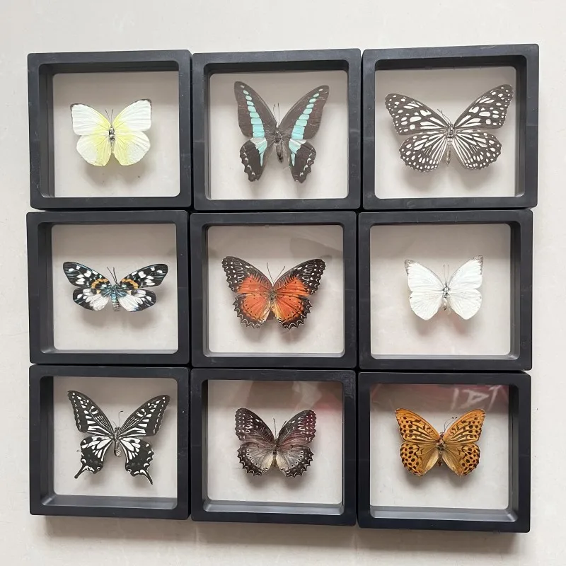 Real butterfly Specimen Photo Frame Rare Butterfly Ornament Gift Kindergarten Display Frame Hanging Picture Wall Decor butterfly specimen