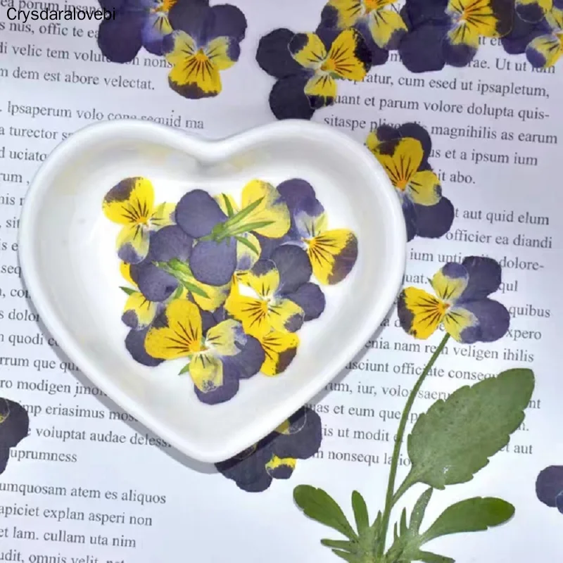 

120pcs Pressed Purple&Yellow Dried Viola Tricolor L. Flower Plant Herbarium For Jewelry Case Bookmark Invatation Card DIY Making