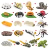 Children Simulation Biology Model Toy Animal Plant Life Growth Cycle Montessori Children Toys Set Teaching Aids Educational Toys 5