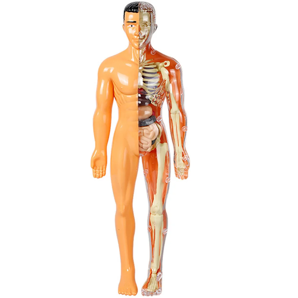

Human Body Model Children Toy Internal Organs Assembly Model for Teaching Use