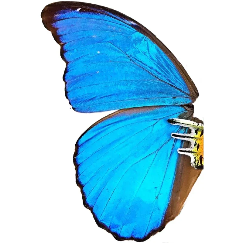Butterfly Specimen with Blue Flash Butterfly Wings of Real Butterflies Ideal for Handmade Diy Taxidermy Practiceb 6