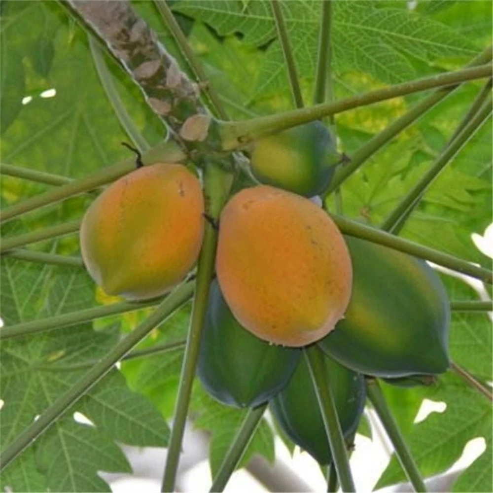 Sideboard Furniture for Fruits Flowers Papaya Plant