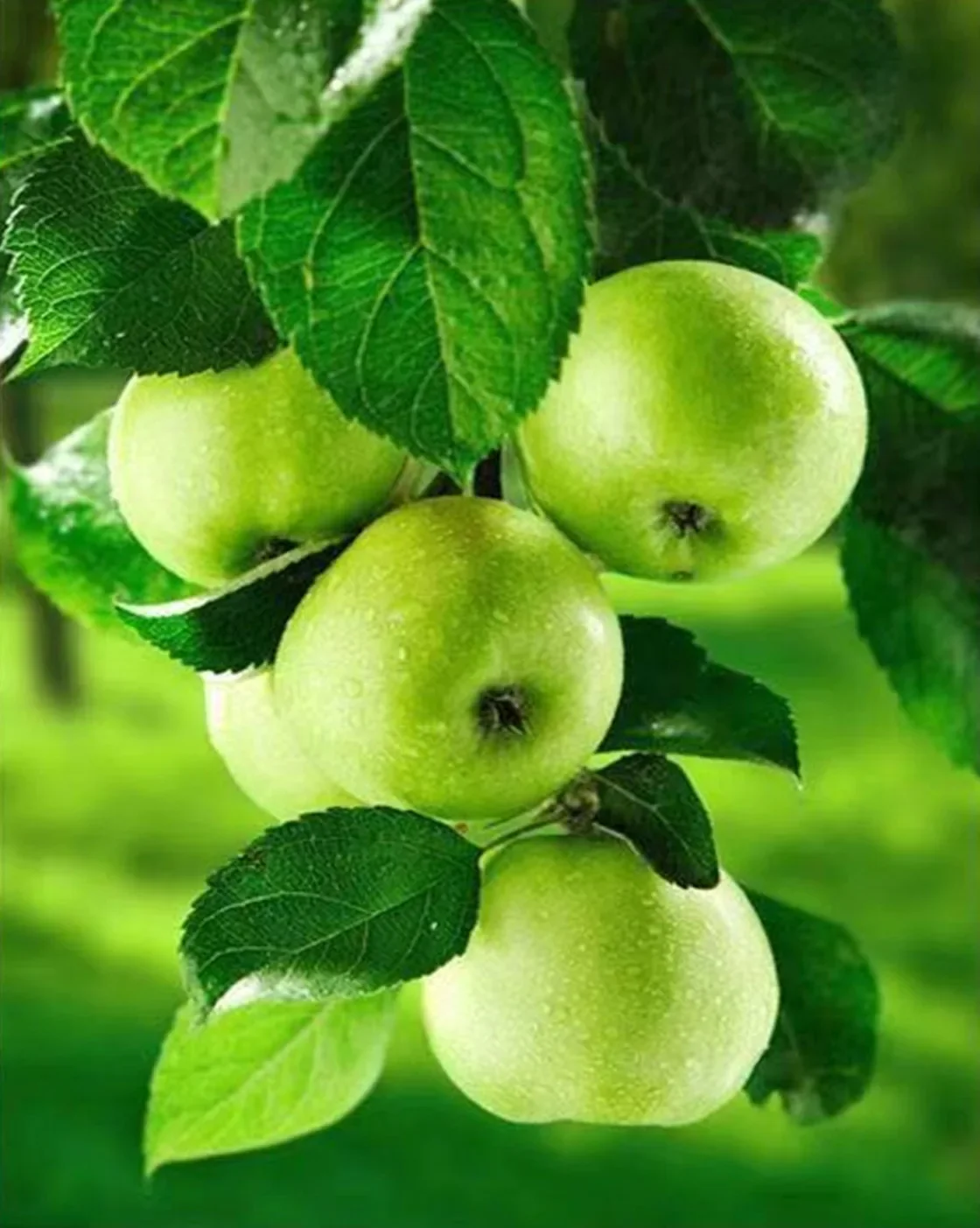 

3596-Tulip diy Цифровая акриловая Цветочная живопись взрыв ручная работа пейзаж живопись