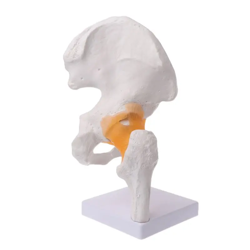 ligamento-de-tama-o-real-articulaci-n-de-cadera-modelo-de-anatom-a