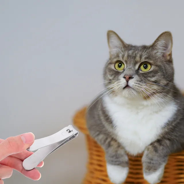 Stainless Steel Professional Pet Nail Clippers Angled Blades for Cats Small Breed Dogs Rabbits Sharp Comfortable Trimming Tool 6