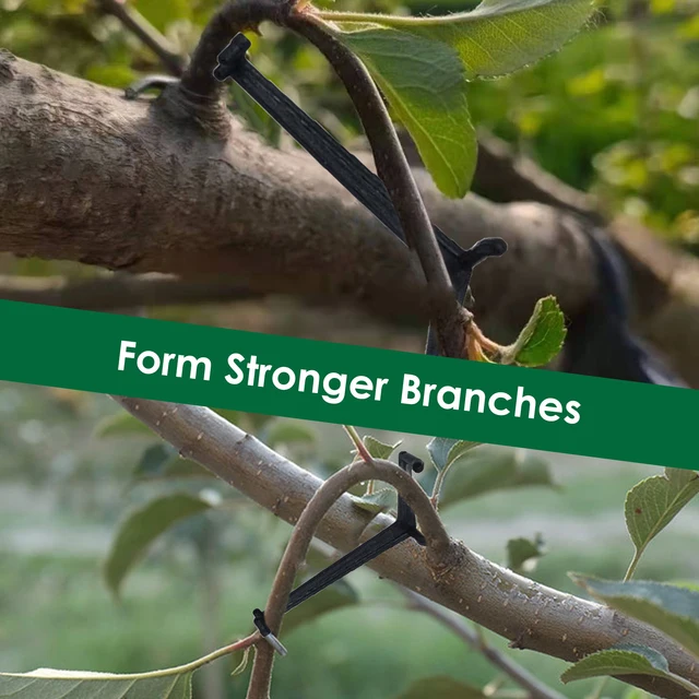 30 Darabos Kerti Gyümölcsfa Ág Végtag -Terjedője Az Erősen Elterjedő Lábszögekhez Ágak - Image 3