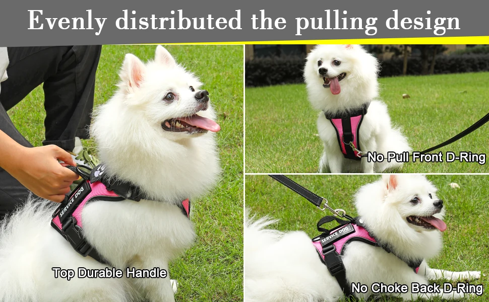 pomeranian harness