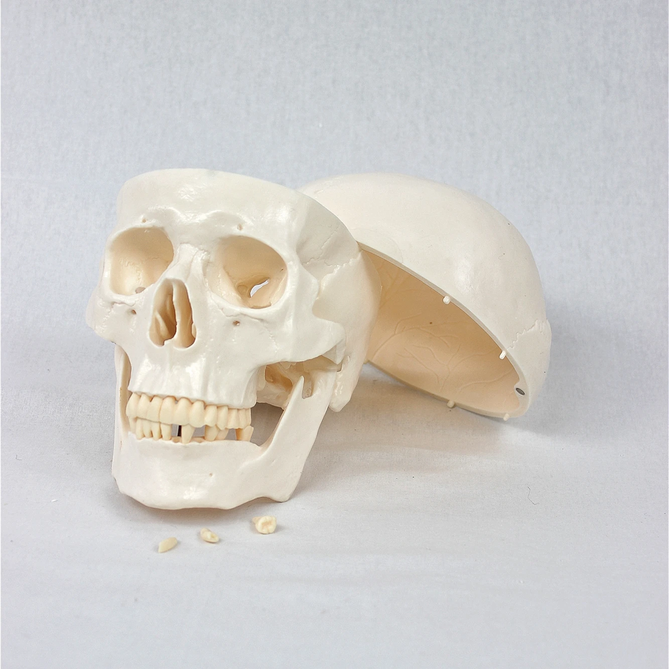 Medical Science Life Size Anatomical Skull Model Skeleton Detachable Jaw Bone For Educational And Lab Teaching Display Tools