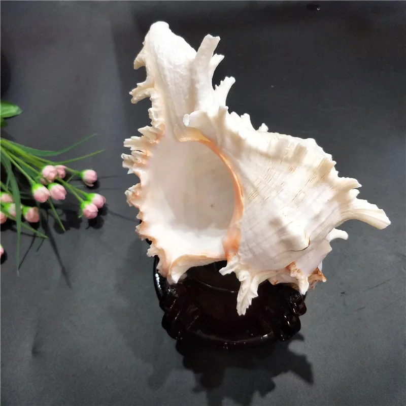 Natural Shell Ornaments Kirin Snail Natural Conch Shell Thousand Hand Snail Landscape Fish Tank Landscaping Creative Home Collection Specimen