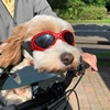 Gafas plegables para mascotas,  protector solar de verano a prueba de viento