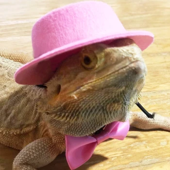 Bearded Dragon Costume with Leash 1