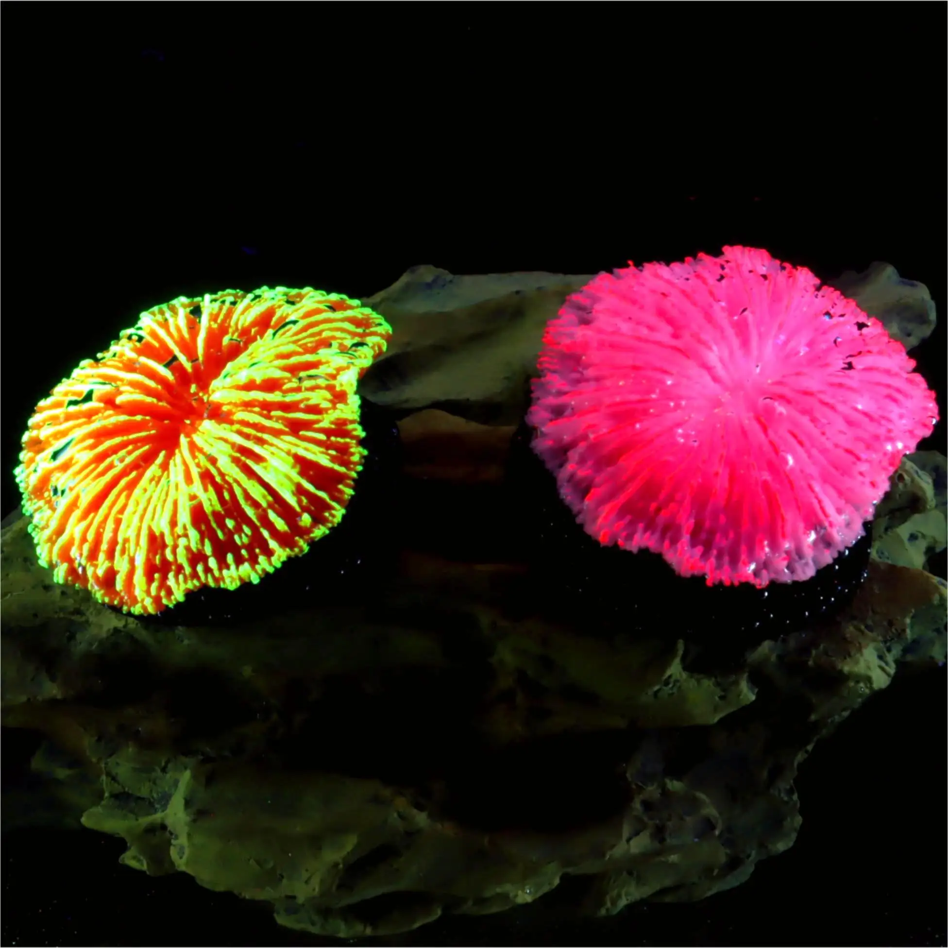 Saw Coral Decoration 1