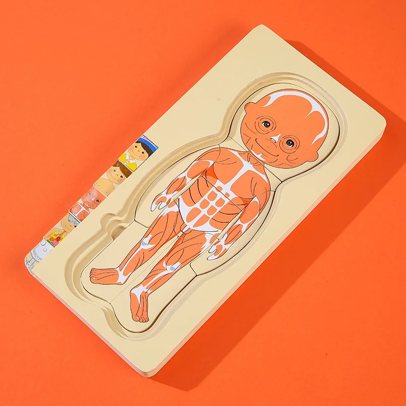 

Деревянная Многоуровневая головоломка для раннего развития детей, игрушки, человеческий орган, познавательная головоломка для мальчиков и девочек