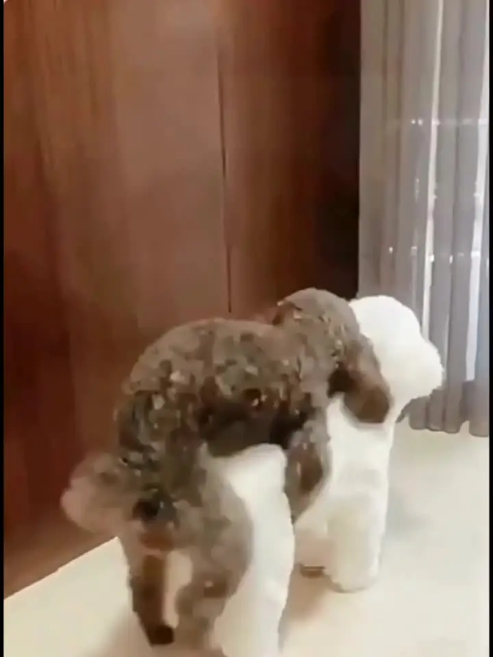 Hund Paarung Sex Spielzeug Sexuelle Spiele Simulation Begleiter Haustier Mnnlich Schlaf Estrus Vent Spielzeug Plsch Pudel Osetrus Partner Hund Gesundheit - AliExpress 15 Hund Paarung Sex Spielzeug Sexuelle Spiele Simulation Begleiter Haustier Mnnlich Schlaf Estrus Vent Spielzeug Plsch Pudel Osetrus Partner Hund Gesundheit - AliExpress 15
