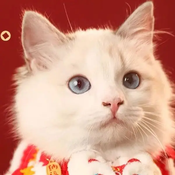 Pet Posh Palace Store