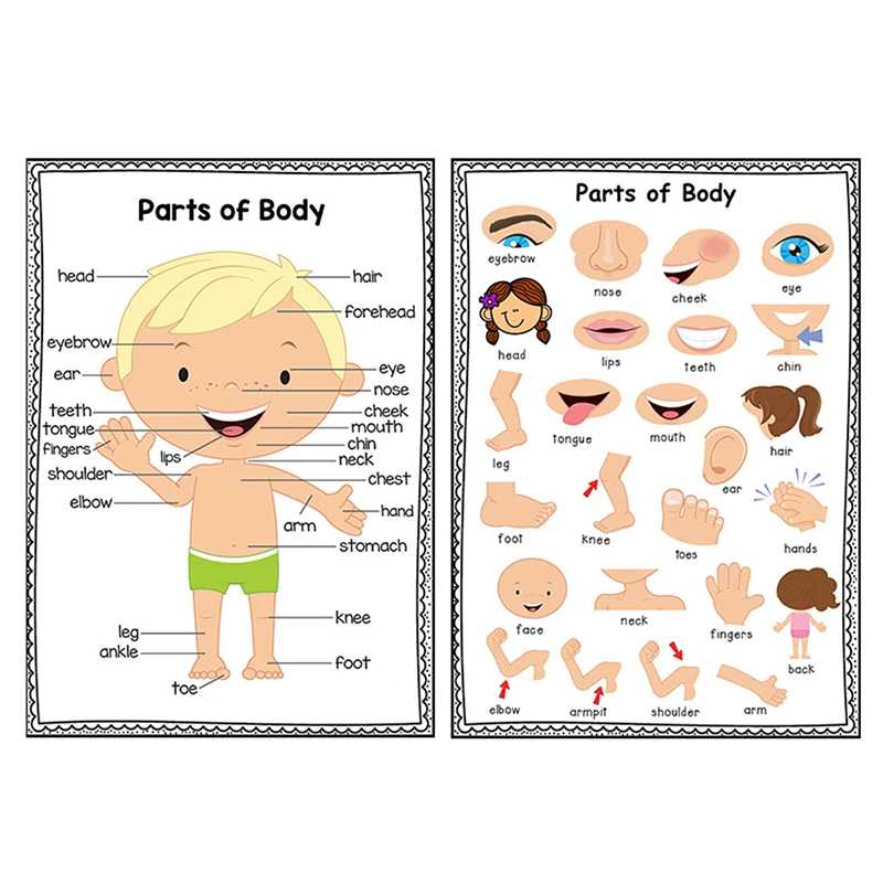 2 PCS English Body Parts Big Card  Early Education for Children Learning Materials Teaching Aids Classroom Wall Decoration 6