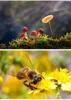 Professional Advanced Close Up Filter II for Telephoto 49 55 58 62 67 72 77 82mm Macro Filter Flowers Plants Insects Diamonds 3