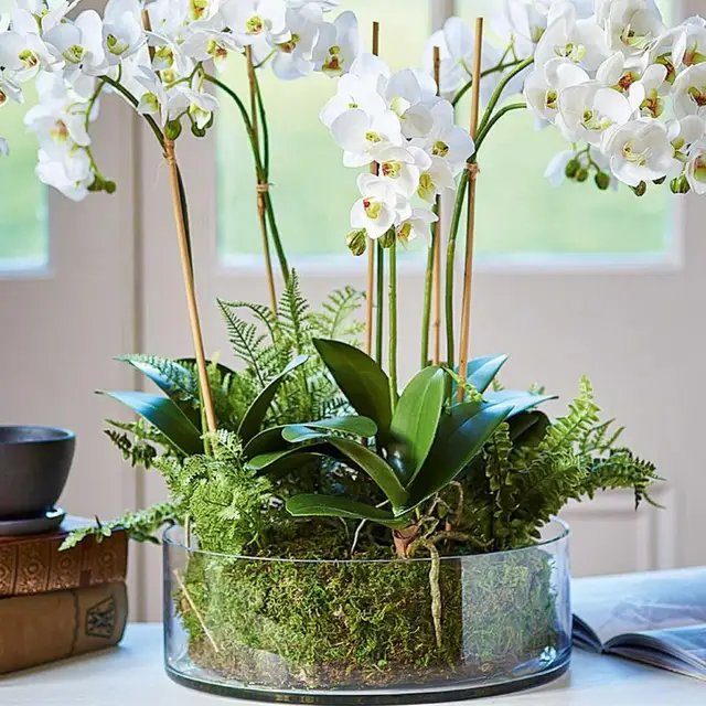 Természetes Sphagnum Moha Táplálkozás Szerves Műtrágya Védelme A Hidratáló Orchidea Zamatos Növényi Gyökerek Diy Virág Edény Otthoni Kert - Image 5
