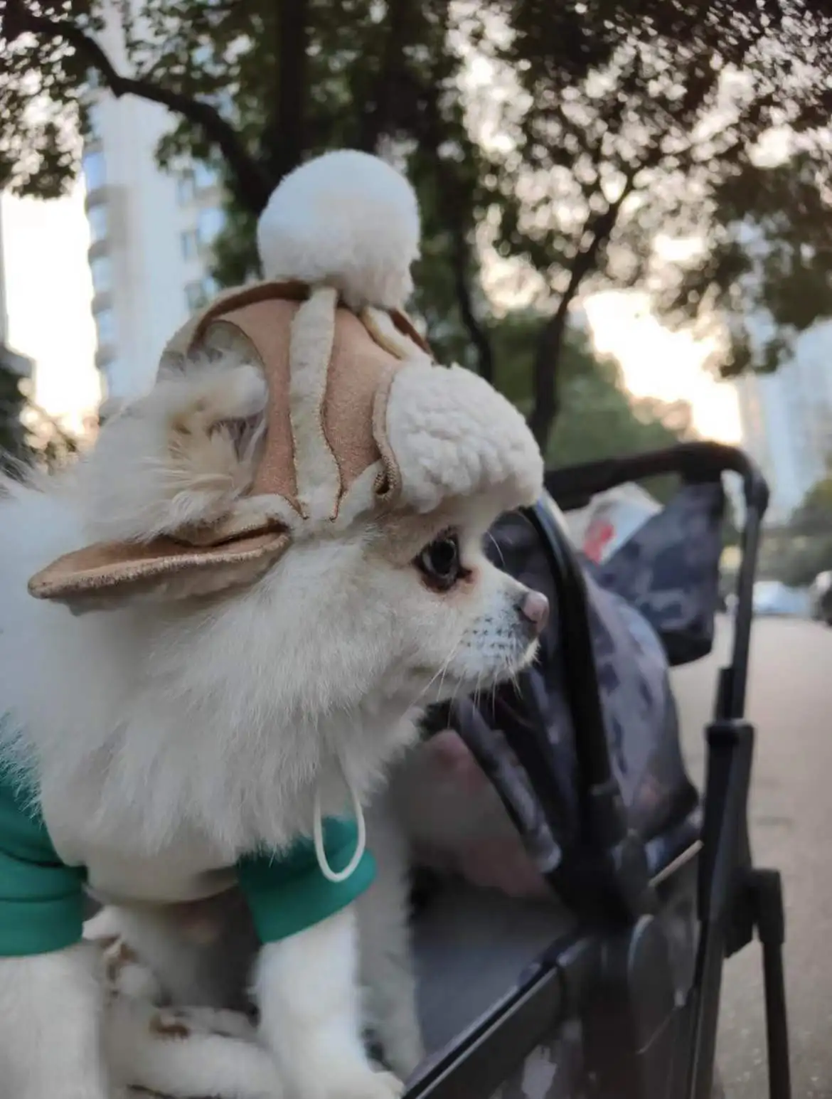 Chapeau en Fourrure Luxueux pour Petits Chiens